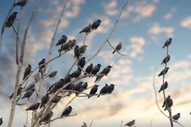 Ağaç dalında sığırcık sürüsü