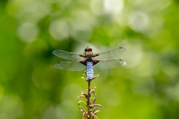 Blue Dragonfly Sitting Green Branch — Stock Photo, Image