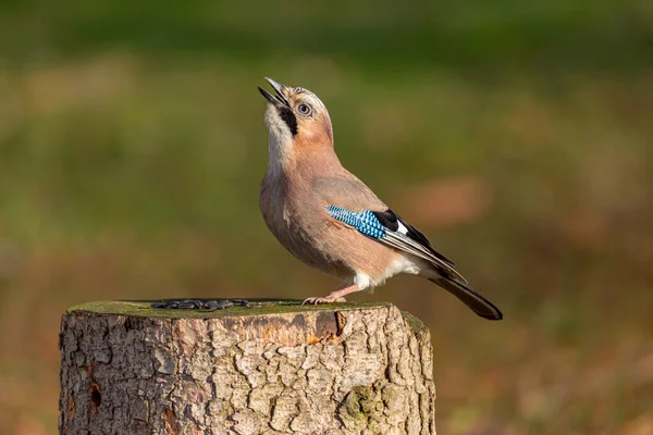 Eurasiatica Jay Mangiare Seme Albero Ceppo — Foto Stock