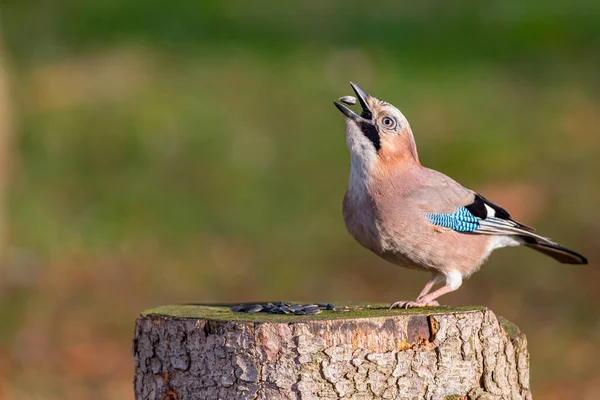 Eurasiatica Jay Mangiare Seme Albero Ceppo — Foto Stock