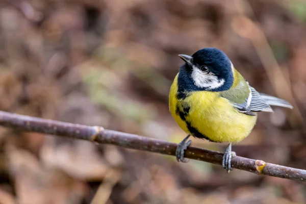 Great Tit Extreme Closeup Looking Camera Fir Tree Branch — Foto Stock