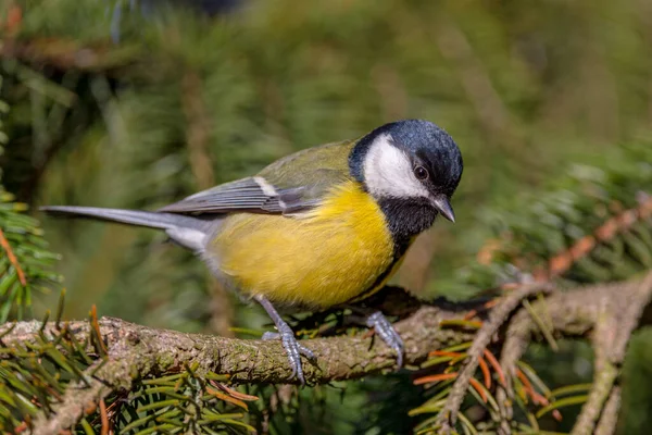 Great Tit Extreme Closeup Looking Camera Fir Tree Branch — Foto Stock