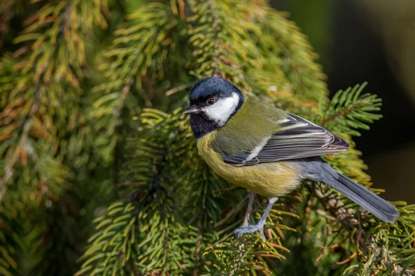 Great Tit Extreme Closeup Looking Camera Fir Tree Branch — Foto Stock