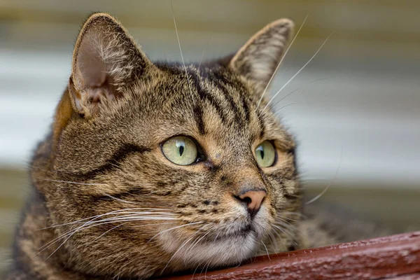 Randig Katt Närbild Porträtt Tittar Kameran — Stockfoto