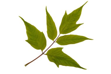 Acer negundo ya da Kutu Yaşlısı (Ashleaf akçaağaç yaprağı) ağaç yaprağı yakın çekim makro fotoğrafı. Ön taraf.