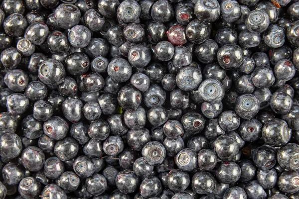 Forest Blueberry Текстурированный Фон Свежесобранная Черника Wild Blueberry Называют Лесной — стоковое фото