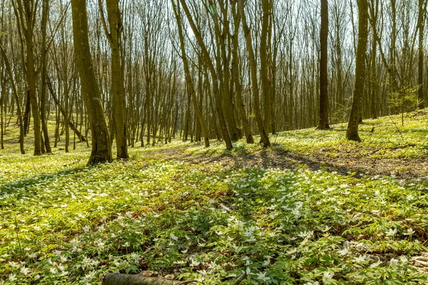 Sunny Early Springtime Forest Lush Foliage Semi Empty Trees Sun — Stock Photo, Image