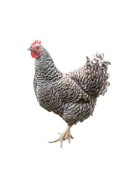 被白色背景隔开的带条纹的家养母鸡 — 图库照片
