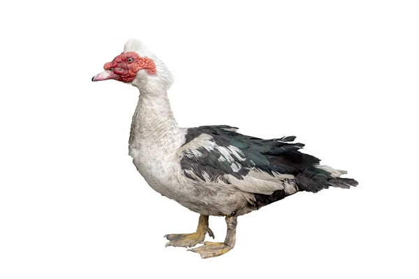 Muscovy Duck Isolated White Background — Stock Photo, Image