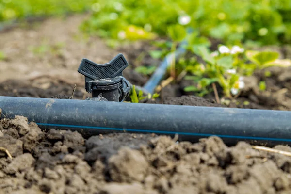 Closeup Drip Irrigation System Agricultural Training Centre — Stock Photo, Image