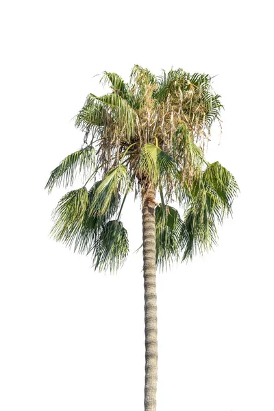 阳光明媚的时候 一棵高大的棕榈树在白色的背景上被砍倒了 — 图库照片