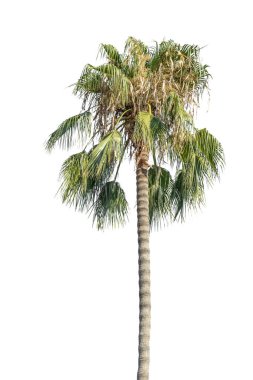 Beyaz arkaplanda kesilmiş uzun palmiye ağaçları güneşli bir günde izole edilir