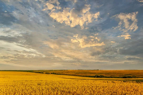 Wide Wheat Field Landscape Sky Clouds Authentic Farm Series — Stock Photo, Image