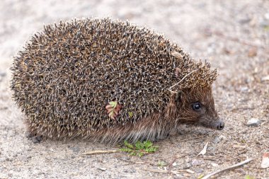 Küçük bir kirpi (lat. Erinaceus europaeus) bir çam ormanındaki geçitten dışarı bakar.