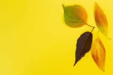 Turuncu yapraklı sonbahar portakalı arka plan. Metin maketleriniz için boşluk kopyala