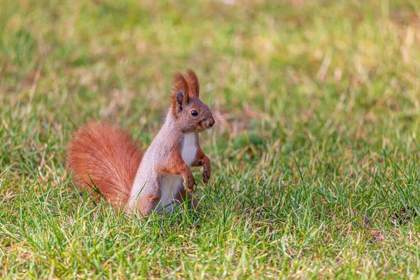 Parque Outono Com Esquilo Sentado Galho Árvore Meia Noz Para — Fotografia de Stock