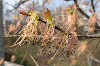 Parktaki güneşli bahar gününde küçük dişbudak tomurcuklarıyla bahar zamanı arka planı. Serbest doğa konsepti