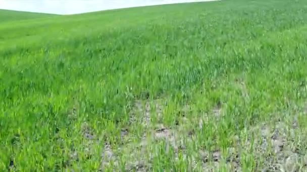 Volando Desde Campo Agrícola Verde Con Hierba Trigo Joven — Vídeos de Stock