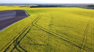 Çiçek açan kolza tohumu tarlası. Kamera sahaya inerken üzerimizden geçiyor. 