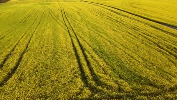 Campo Colza Fiore Telecamera Scende Sul Campo Mentre Sorvola — Video Stock