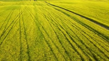 Çiçek açan kolza tohumu tarlası. Kamera sahaya inerken üzerimizden geçiyor. 