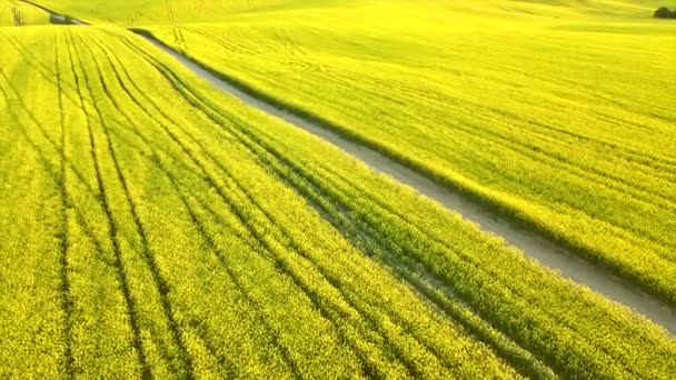 Campo Colza Flor Câmera Desce Para Campo Enquanto Voa Sobre — Vídeo de Stock