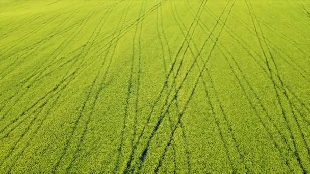 Campo Colza Fiore Telecamera Scende Sul Campo Mentre Sorvola — Video Stock