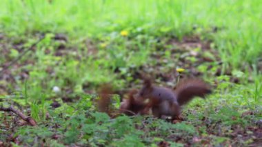 Bahar mevsiminde yerel parkta sincap oynuyor.. 
