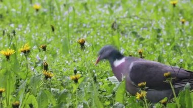 Bir bahar otlağında yuva için ağaç güvercini arayan malzeme. 