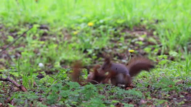 Squirrel Bermain Taman Selama Musim Semi Musim Dedaunan — Stok Video