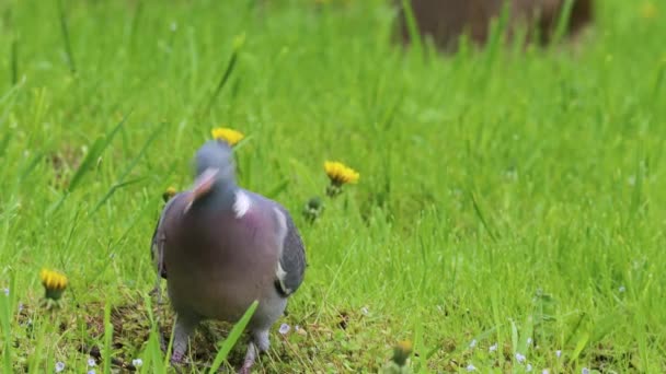 Wood Pigeon Looking Material Nest Springtime Meadow — Stock Video