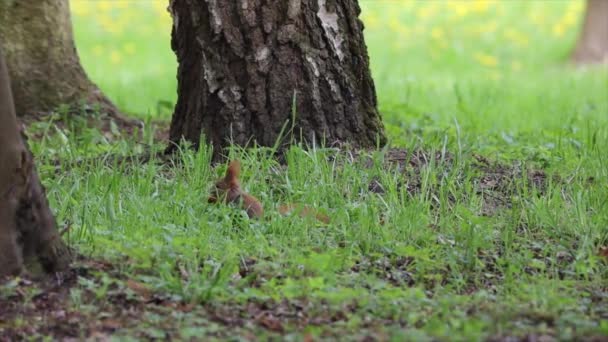 Écureuil Recherche Quelque Chose Dans Une Grande Herbe — Video