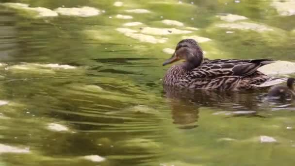 Madre Pato Vigila Patitos Estanque Local — Vídeos de Stock