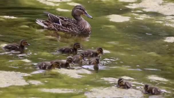 Anka Mor Vakar Över Ankungar Vid Den Lokala Dammen — Stockvideo