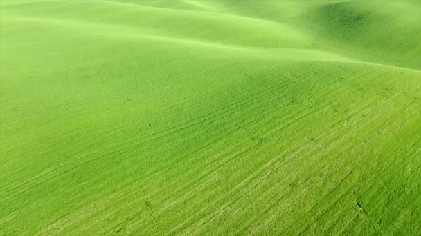 Mit Gras Oder Jungem Weizen Von Einem Grünen Landwirtschaftlichen Feld — Stockvideo