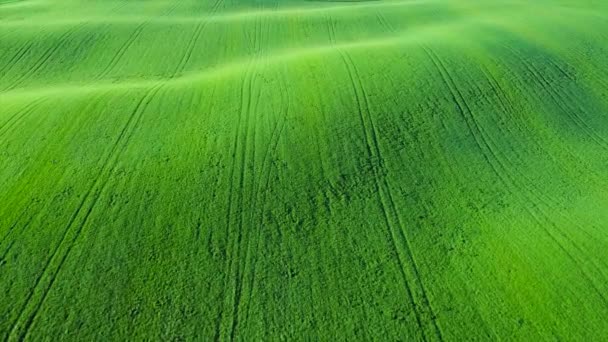 Voando Campo Agrícola Verde Com Grama Trigo Jovem — Vídeo de Stock