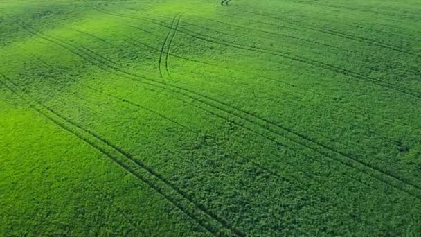 草や若い小麦で緑の農業地帯から飛び立つ — ストック動画