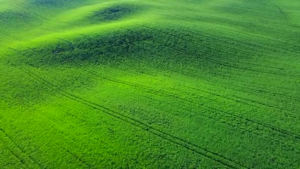 Voando Campo Agrícola Verde Com Grama Trigo Jovem — Vídeo de Stock