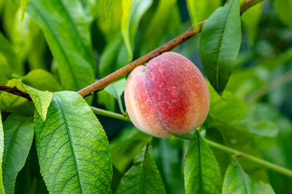 Close Een Perzikboom Tak Biologisch Huishouden Met Perzikboerderij — Stockfoto