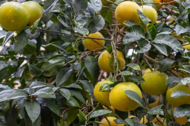 Sarı greyfurtlar turunçgiller organik evdeki bir ağaç dalında olgunlaşır. Otantik çiftlik serisi.                        