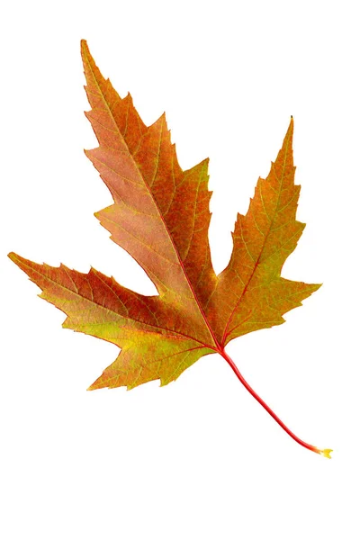 Autumn Leaf Maple Tree Leaf Cut Out Isolated White Background — Stockfoto