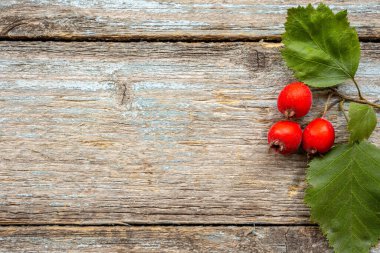 Hawthorn şubesinin arka planında eski model antika levhaların birkaç dut dikeni var. Sonbahar dekorasyon nesnesi