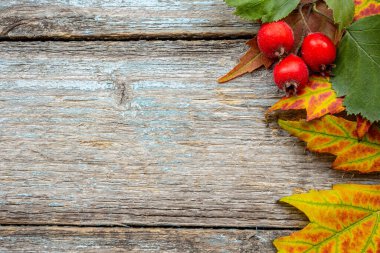 Hawthorn şubesinin arka planında eski model antika levhaların birkaç dut dikeni var. Sonbahar dekorasyon nesnesi