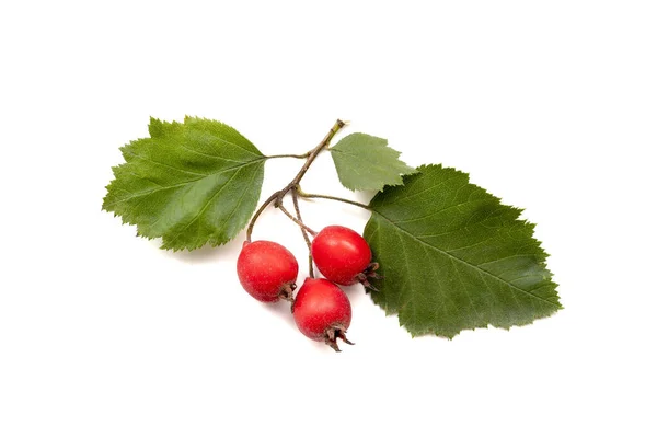 Cabang Hawthorn Dengan Beberapa Buah Berry Dipotong Pada Latar Belakang — Stok Foto
