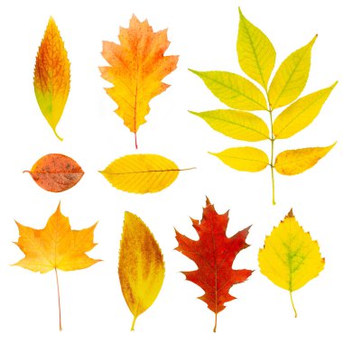 Güzel renkli sonbahar yaprakları koleksiyonu