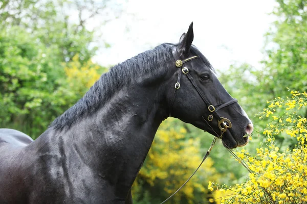 Amazing black welsh part-bred stallion with flowers — Stock Photo, Image