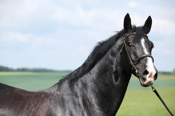 一部飼育ウェールズの黒い種馬を驚くべき — ストック写真