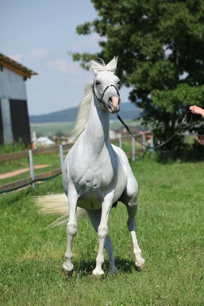 Enojado shagya blanco árabe — Foto de Stock