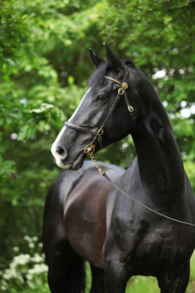 Amazing black welsh bagian-dibesarkan kuda — Stok Foto