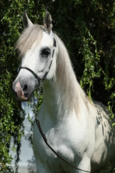 Incrível branco shagya árabe na natureza — Fotografia de Stock